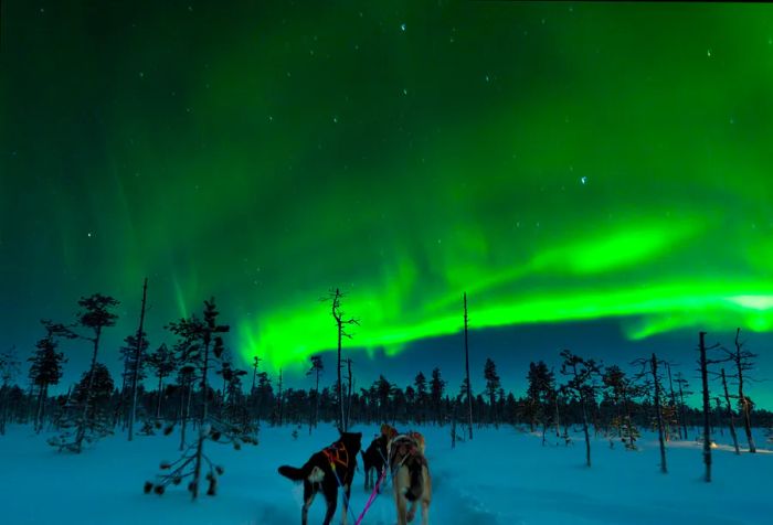 Sled dogs traversing a snowy forest landscape beneath the mesmerizing green northern lights.