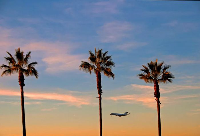 Three palm trees reaching high into the sky as an airplane flies by.