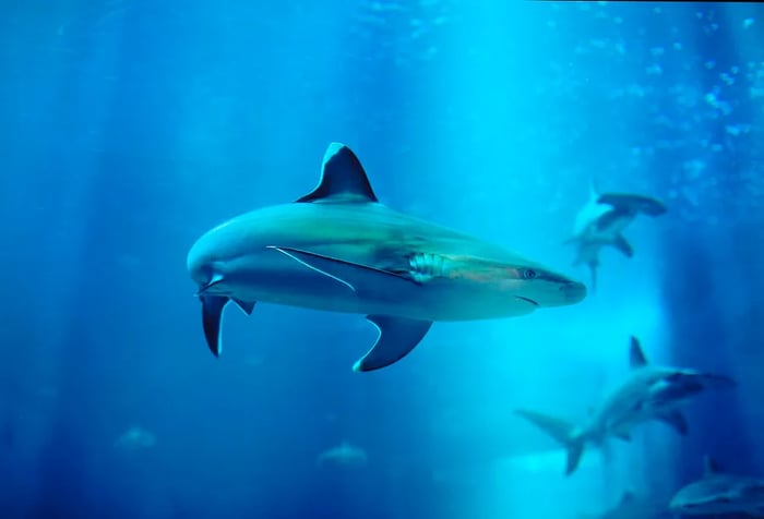 Different species of sharks glide through a massive aquarium tank.