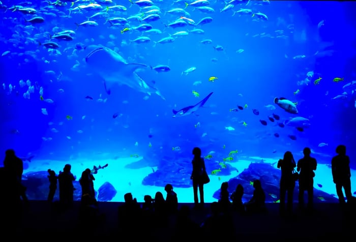 Silhouettes of visitors of all ages observing the aquatic creatures swimming in the brightly lit aquarium.