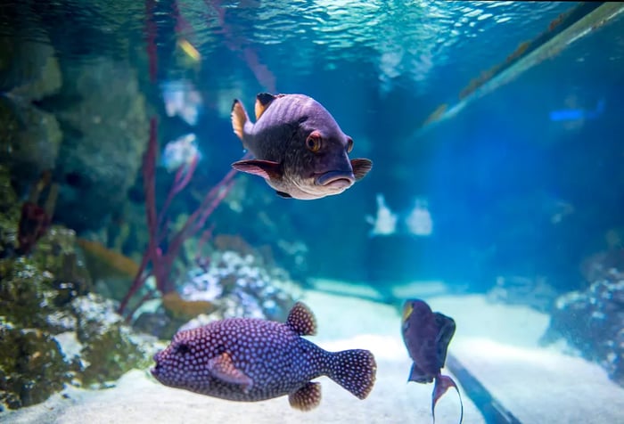 Three exotic fish swimming in an aquarium.