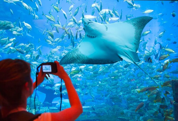 A woman capturing a photo of a stingray amidst a school of fish in the aquarium.