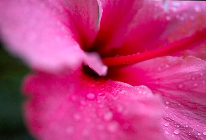 A close-up of a flower with pink petals adorned with water droplets.