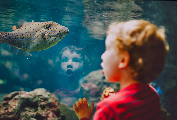 An amazed young boy gazes at an exotic fish gliding gracefully through the vibrant underwater habitat of the aquarium.