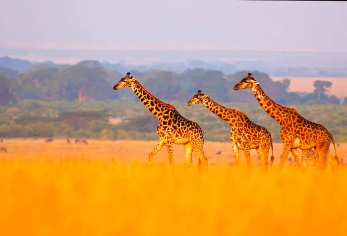 Three majestic giraffes in a quintessential safari landscape.