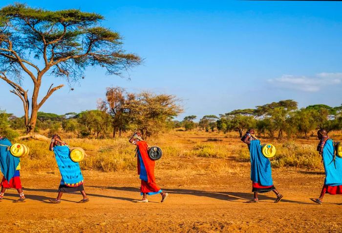 Maasai women in Kenya transporting water back to their village. These women and children often traverse long distances across the savanna to fetch water. Some tourist camps collaborate with nearby communities to allow local residents access to their water supplies. The Maasai people inhabit southern Kenya and northern Tanzania and share a cultural connection with the Samburu.