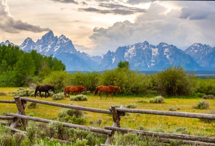 A trio of horses stroll through a ranch, framed by an old wooden fence, with a breathtaking snow-capped mountain range looming in the background.