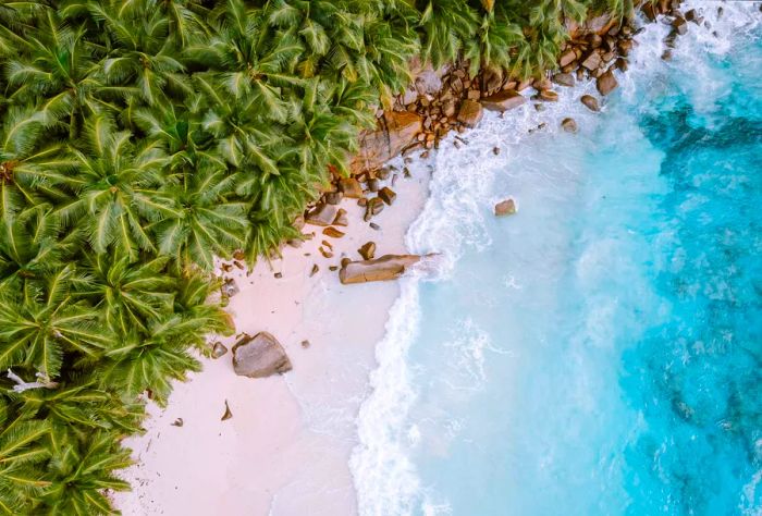 A pristine white sand beach with turquoise waves lapping against a cluster of palm trees.