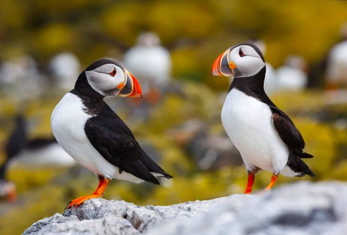 Two puffin birds with vibrant beaks sitting on a rock.