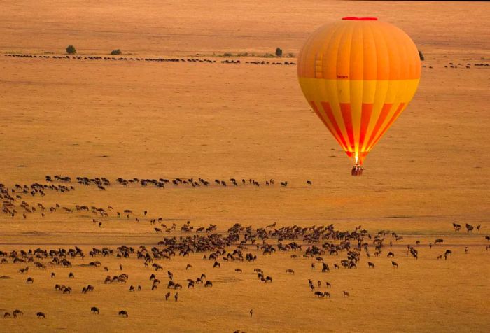 A hot air balloon prepares to launch over the savannah, surrounded by a multitude of grazing wildebeests.