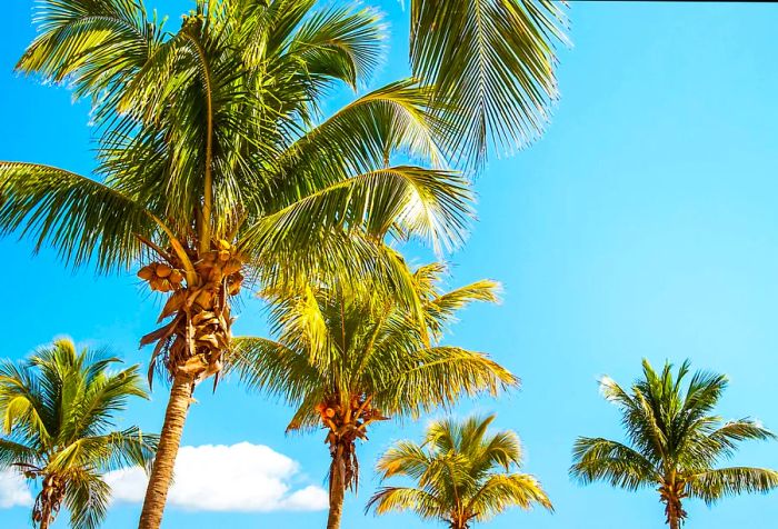 A tranquil beach adorned with a cluster of palm trees.