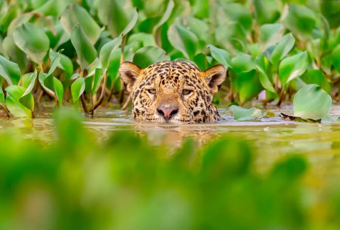 Jaguars are exceptional swimmers and enjoy doing so while hunting.