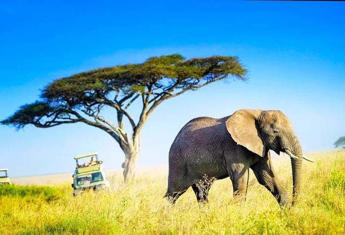 A majestic African elephant strides gracefully across the expansive plains, trailed by two safari jeeps, with a solitary tree rising in the background.