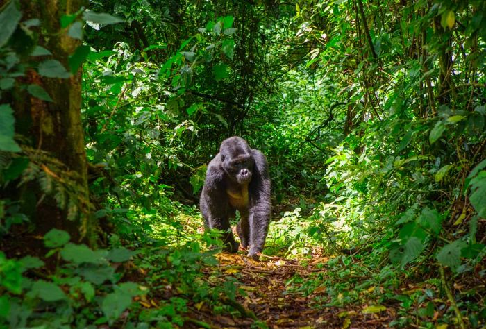 Mountain gorillas in their lush rainforest habitat. Uganda. Bwindi Impenetrable National Park. A stunning representation.; Shutterstock ID 355162442