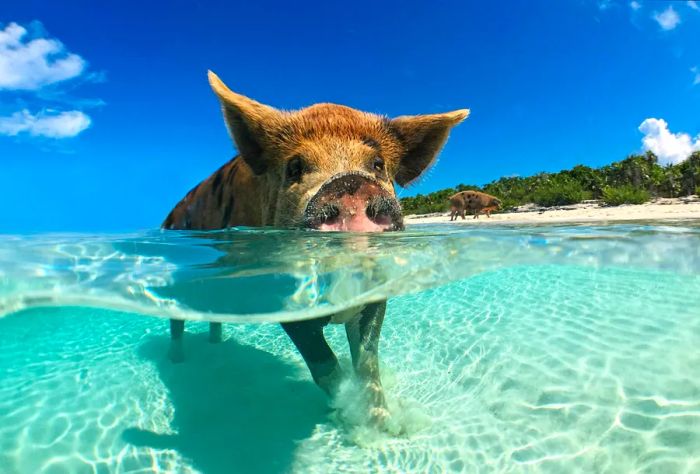 A playful swimming pig on Big Majors Cay in The Bahamas.