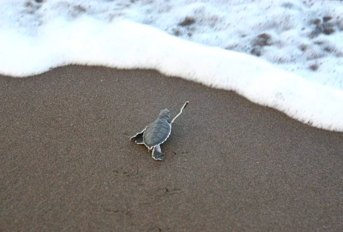 A baby turtle makes its way across black sand toward the crashing ocean waves.