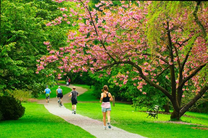 Cherry trees blossom in a park as people jog, cycle, and stroll along nearby pathways.