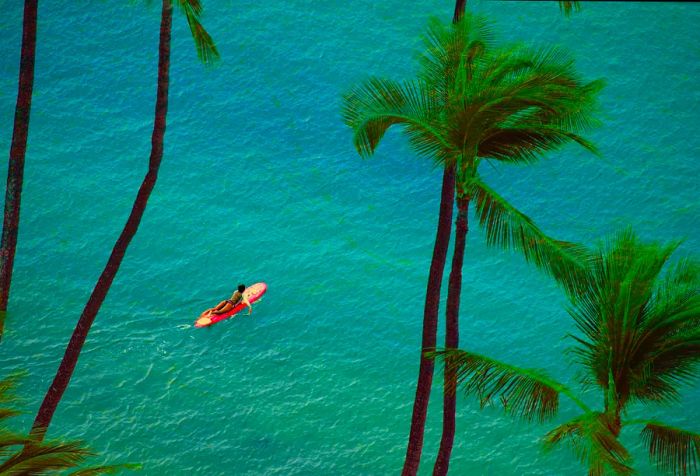 A cluster of palm trees stands tall as a woman paddles across a turquoise sea with her surfboard in tow.