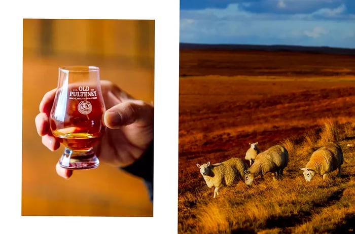 A pair of images: one shows a hand holding a glass of whisky, and the other features sheep grazing in a meadow.