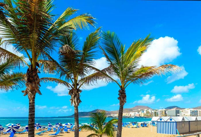 Palm trees lining a beach