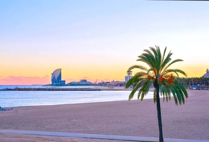 A palm tree standing on an empty beach during sunset.