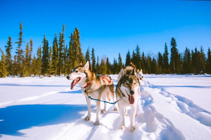 Snow dog sledding captured in Fairbanks, Alaska