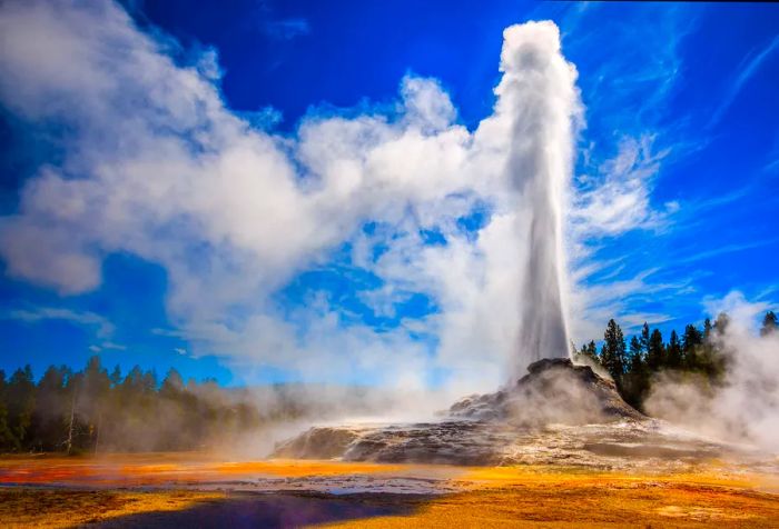 A cone geyser, encircled by lush trees, erupts water in a vertical plume towards the clear blue sky.