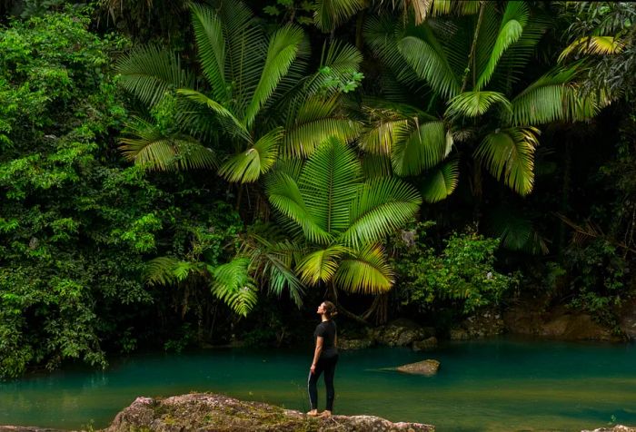 Aerial view of an individual admiring palm plants in a lush tropical rainforest.