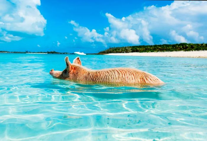 A pig frolics in the crystal-clear waters of a beautiful beach.