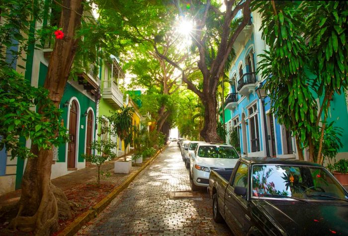 The sun's intense rays filter through the trees above a path crowded with parked cars and buildings.