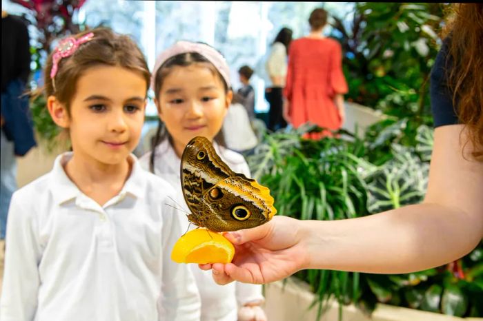 Two girls admiring the American Museum of Natural History, holding an orange slice with a butterfly resting on it.