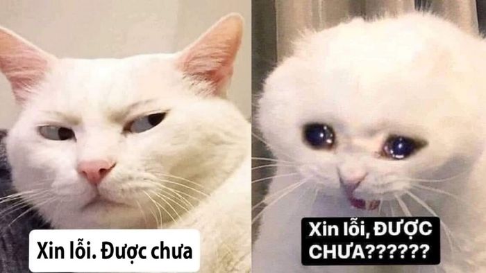 bo-suu-tap-anh-che-hai-huoc-moi-nhat-10