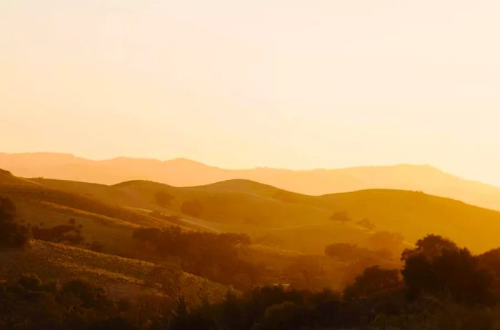 Golden hour casts a warm glow over the rolling hills of Santa Ynez Valley in Los Olivos, California