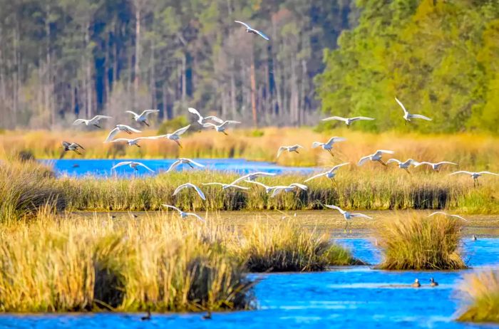 Birds soaring above a marsh on Edisto Island, SC