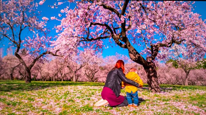 A mother and child kneel amidst vibrant pink blossoms under a tree in a park