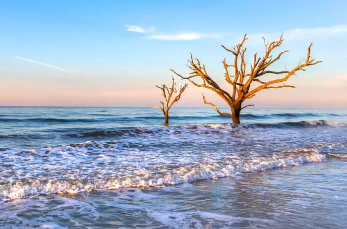 Two trees standing by the sea, Edisto Island, South Carolina