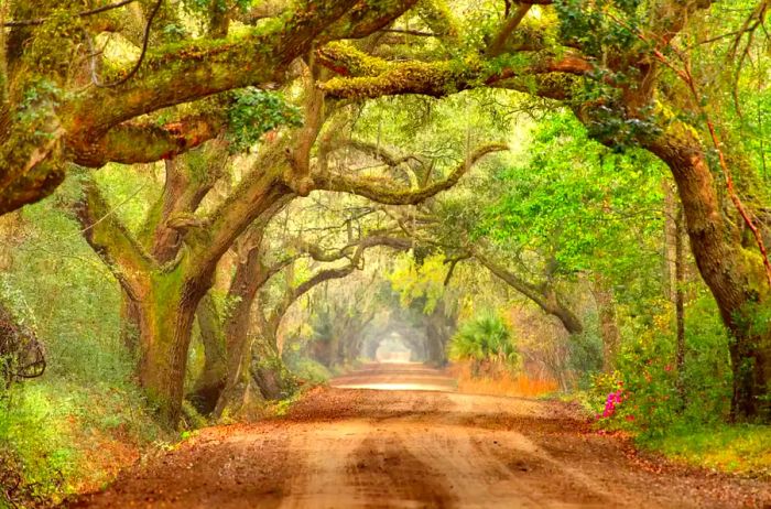 Majestic oak trees draped in Spanish moss line a picturesque road in South Carolina's Lowcountry on Edisto Island, just a stone's throw from Charleston. Known as the oldest and second-largest city in South Carolina, Charleston is famous for its rich history, antebellum architecture, and renowned dining establishments.