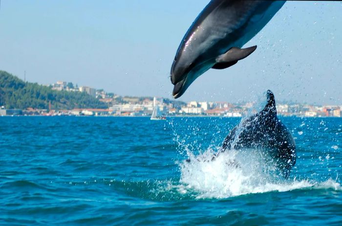 Dolphins in the Sado River estuary, Setubal, Portugal