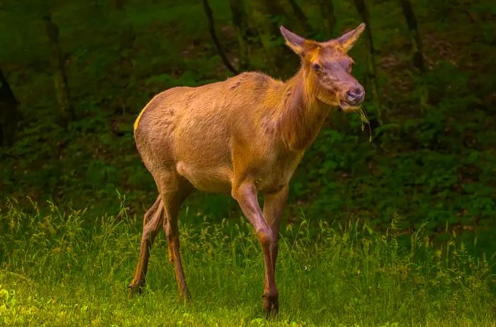 Side view of deer standing in a field, Waynesville, North Carolina