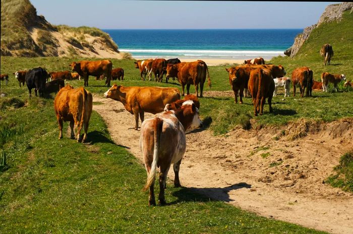 A herd of cows along the trail that hugs Haugh Bay on the Isle of Coll, Inner Hebrides, Scotland