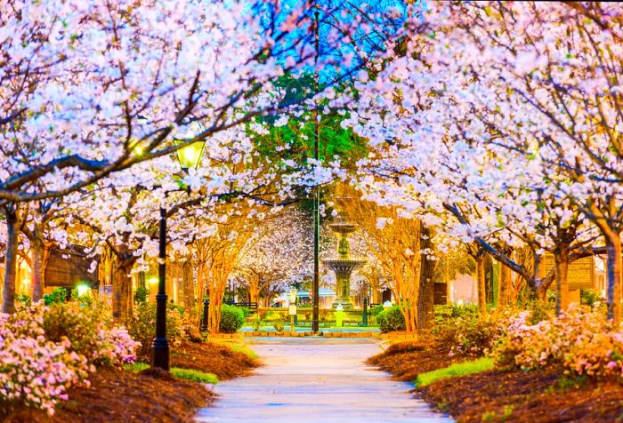 A charming and brightly illuminated walkway beneath the breathtaking beauty of blooming cherry trees.