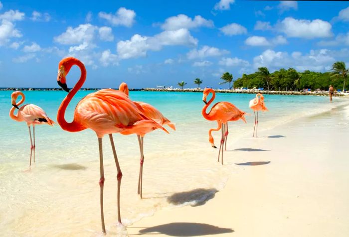 A group of white and pink flamingos standing gracefully on a sandy beach.