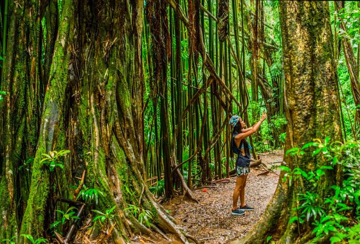 A person immersed in the rainforest's beauty, capturing breathtaking images of lush greenery and vibrant flowers.