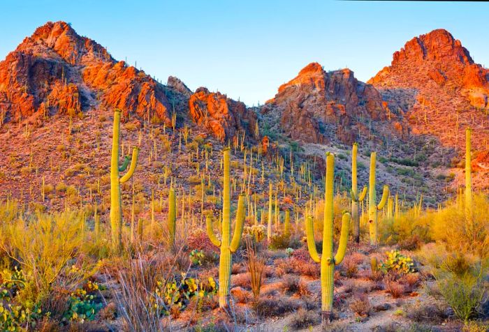 A rugged landscape dotted with cacti at the foot of jagged mountains.