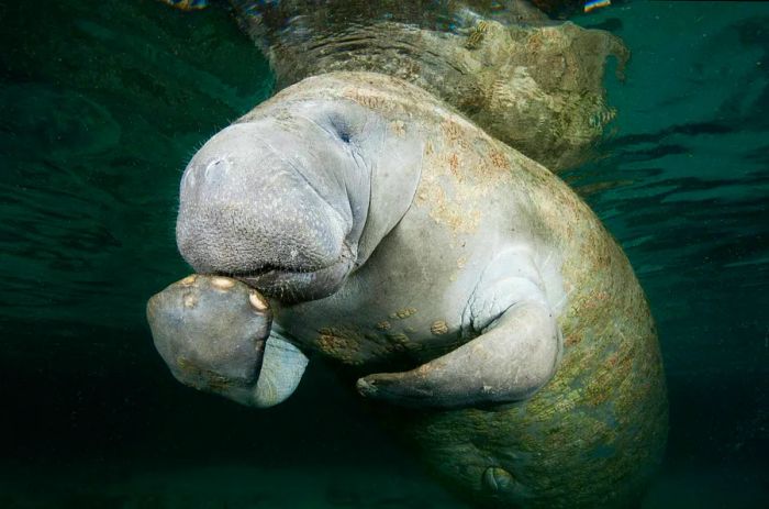 A manatee glides through the waters of Three Sisters Springs, Florida, playfully putting its fin near its mouth.