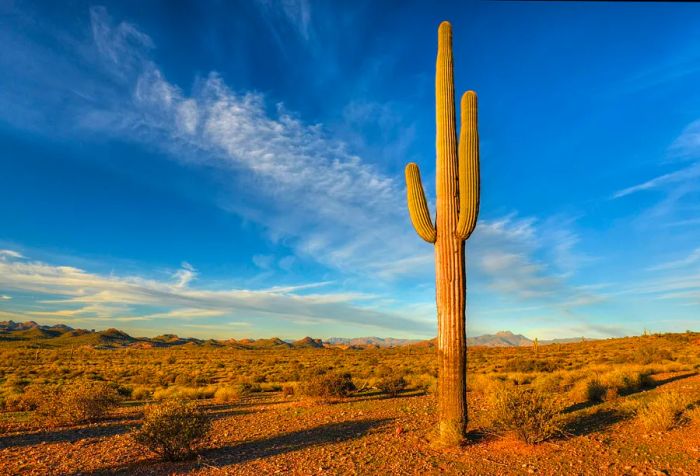 A solitary cactus rising in the midst of a vast desert landscape filled with parched grass.