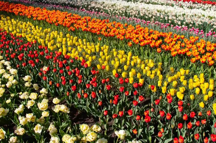 Vibrant multi-colored tulips at Keukenhof