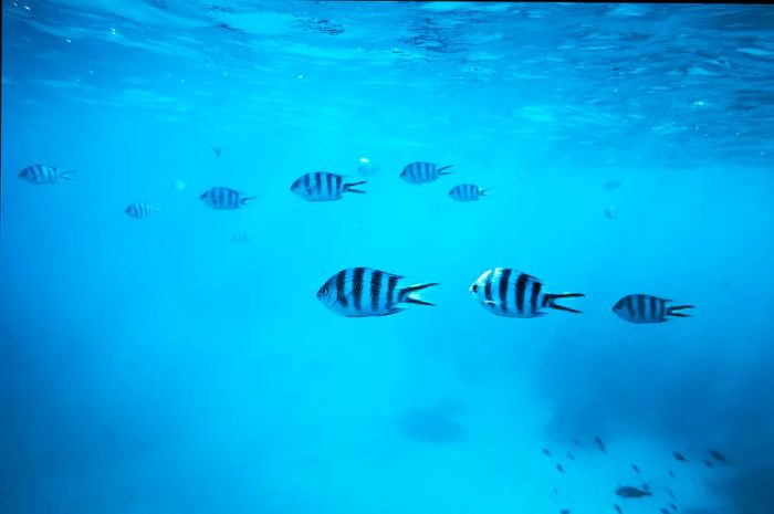 A school of zebra fish swimming in the waters off Zanzibar.