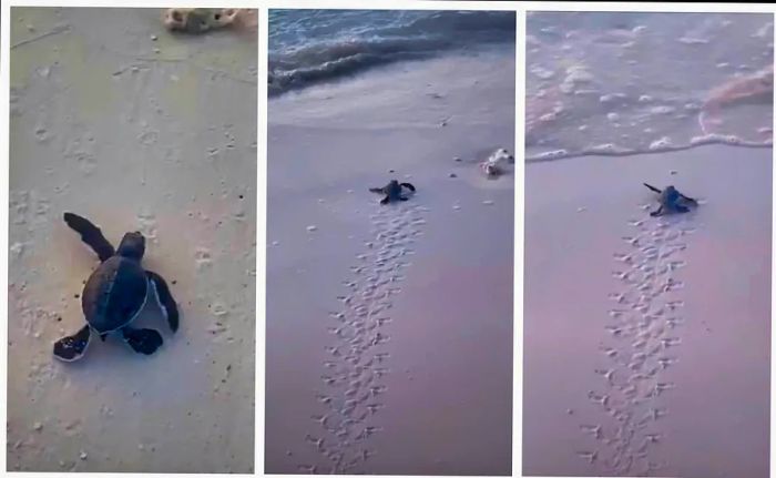 Marine turtles making their way to the sea