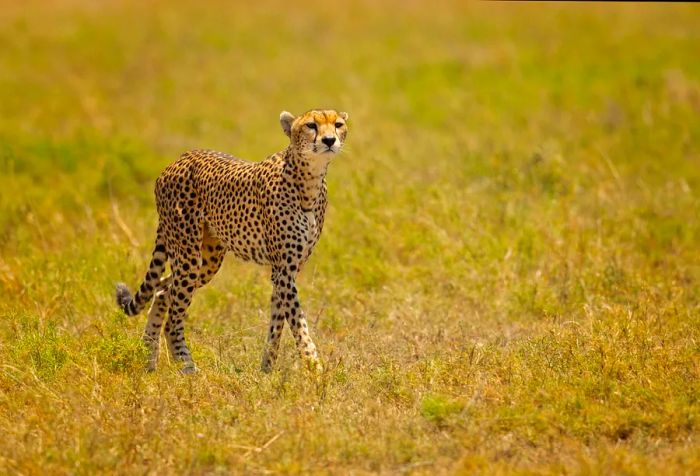 A regal cheetah stands proudly on the grassy plains, embodying strength and grace.